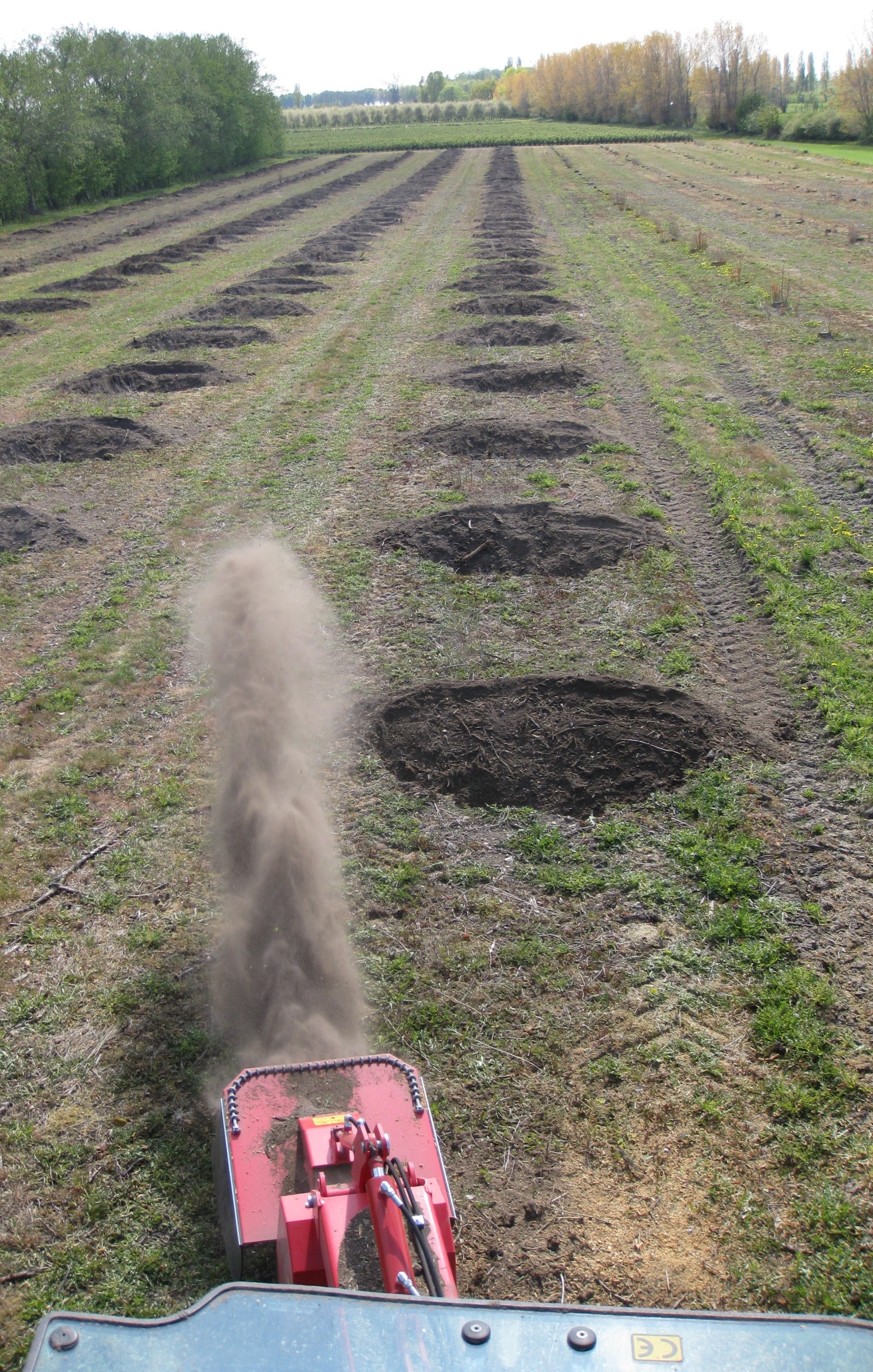 Orchard Clearing